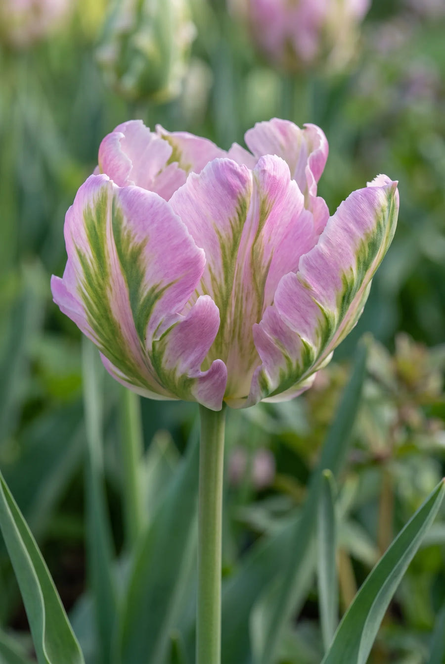 Tulipa Green Wave — close-up van de bloem
