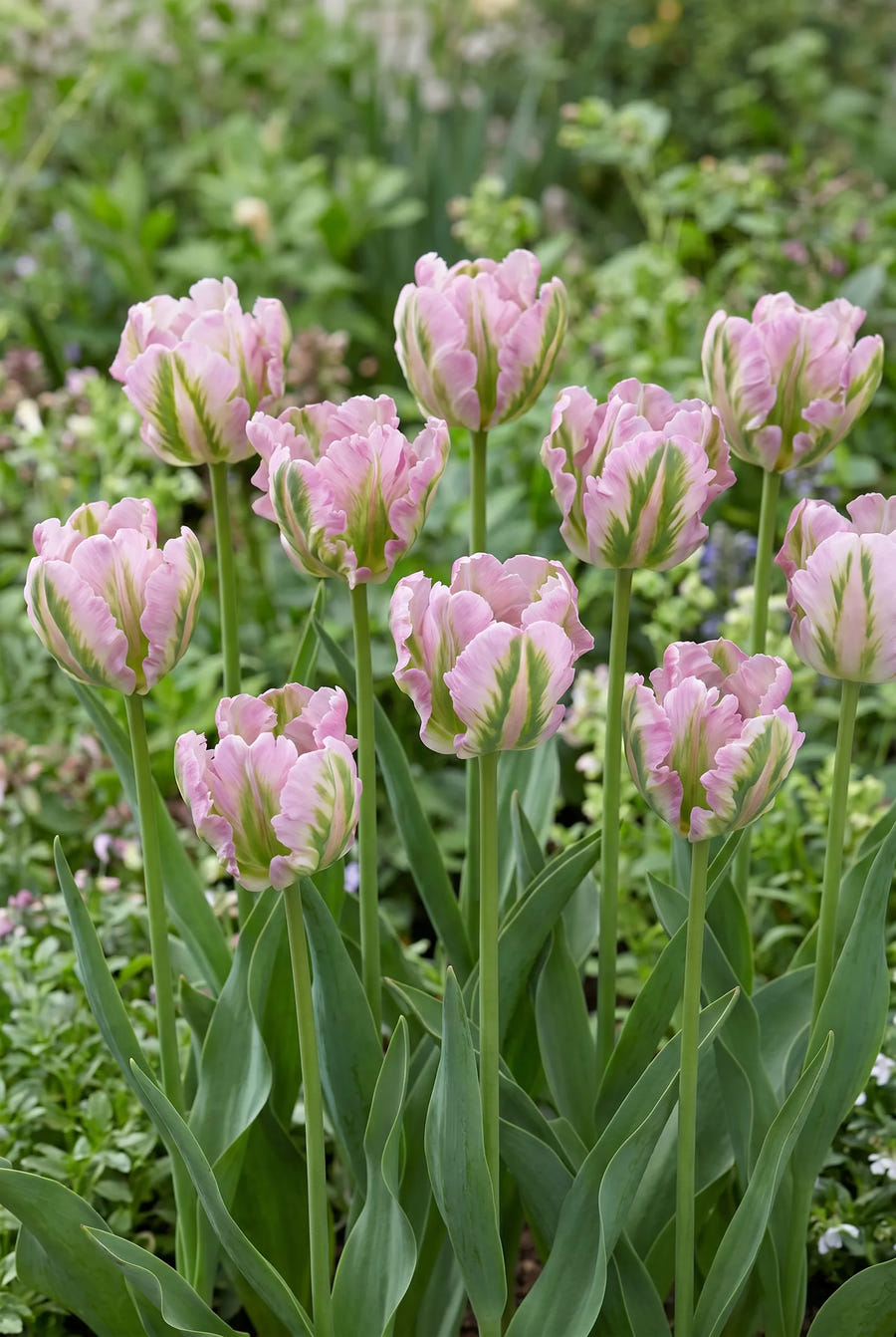 Tulipa Green Wave — groep in de tuinborder