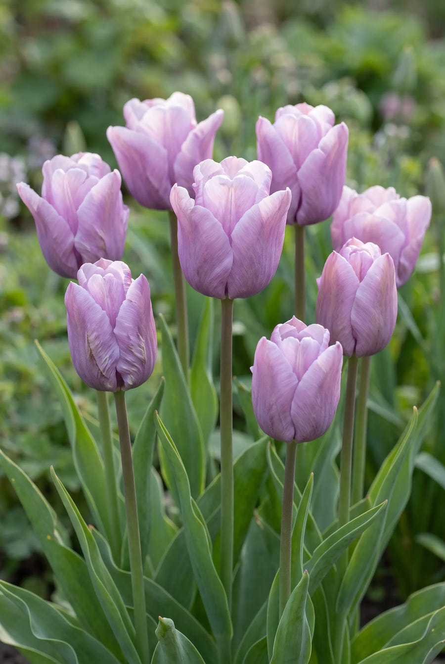 Tulipa James Last — in de tuin