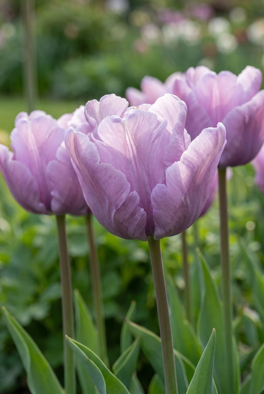 Tulipa James Last — sfeerbeeld