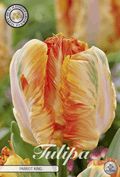 Tulipa Parrot King