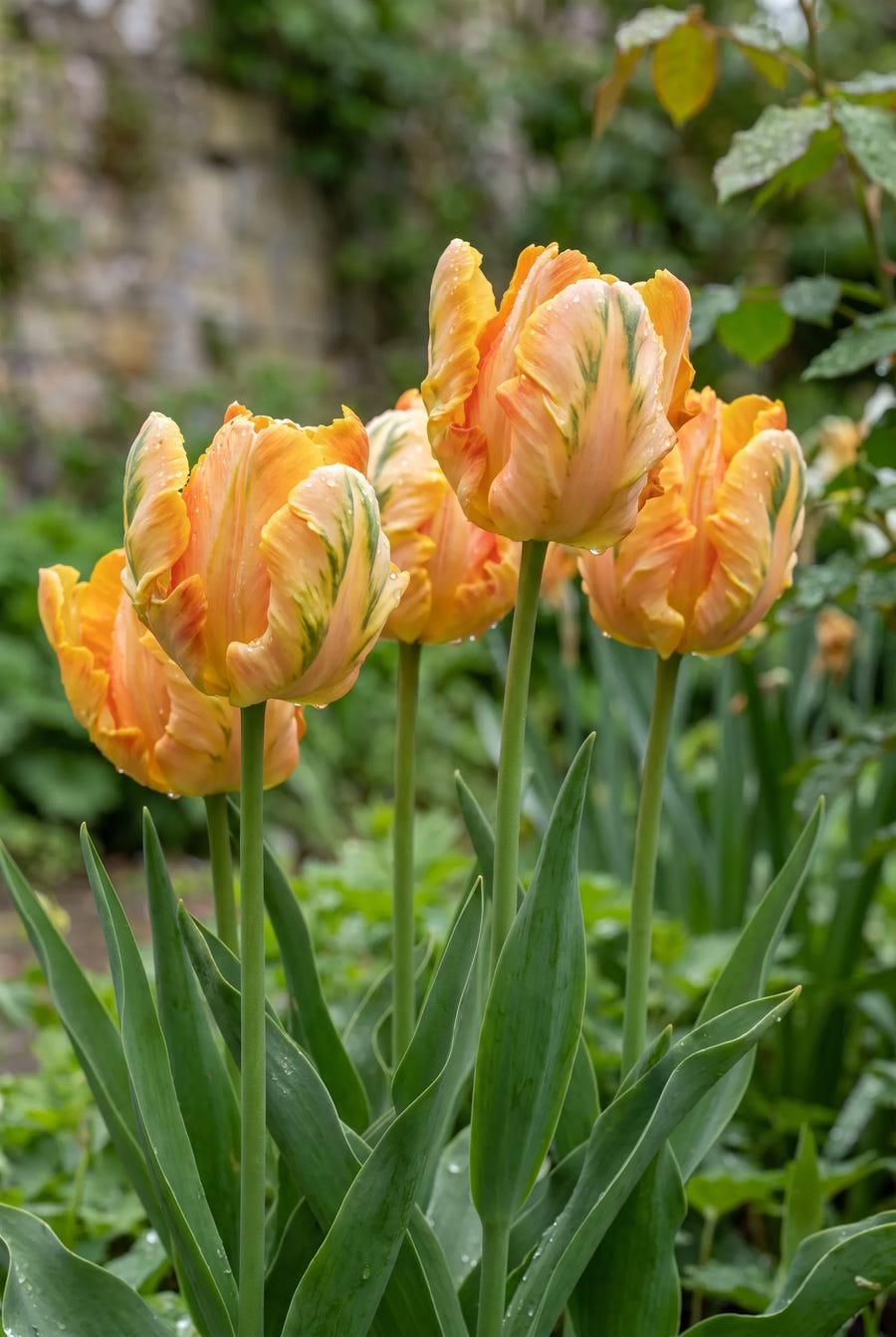 Tulipa Parrot King — in de tuin