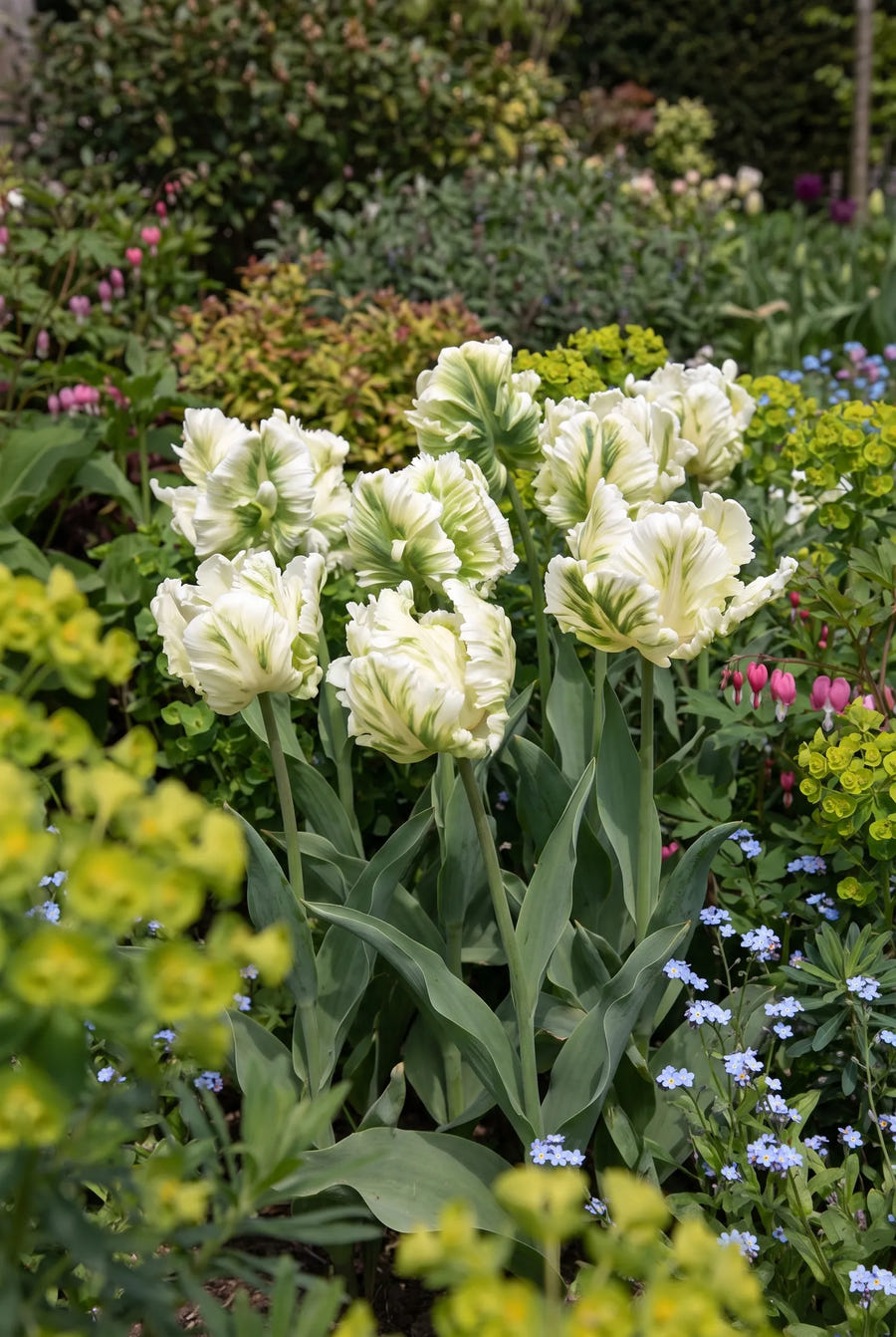 Tulipa Super Parrot — groep in de tuinborder