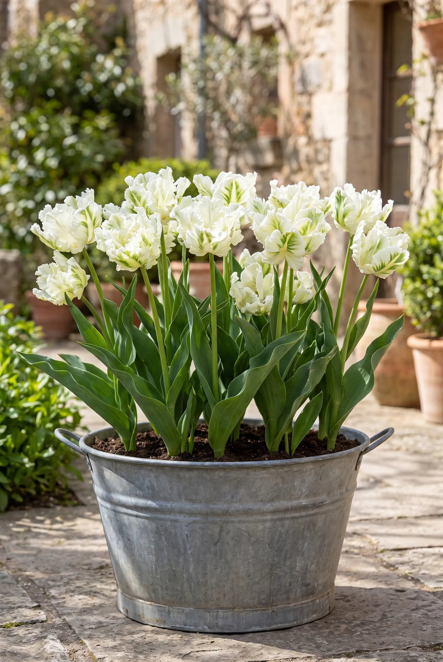 Tulipa Super Parrot — in pot op terras