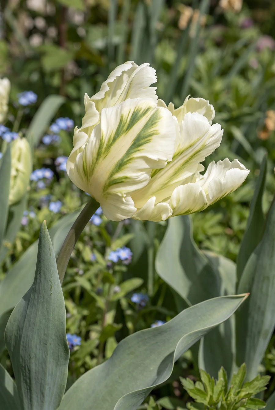 Tulipa Super Parrot — in de tuin