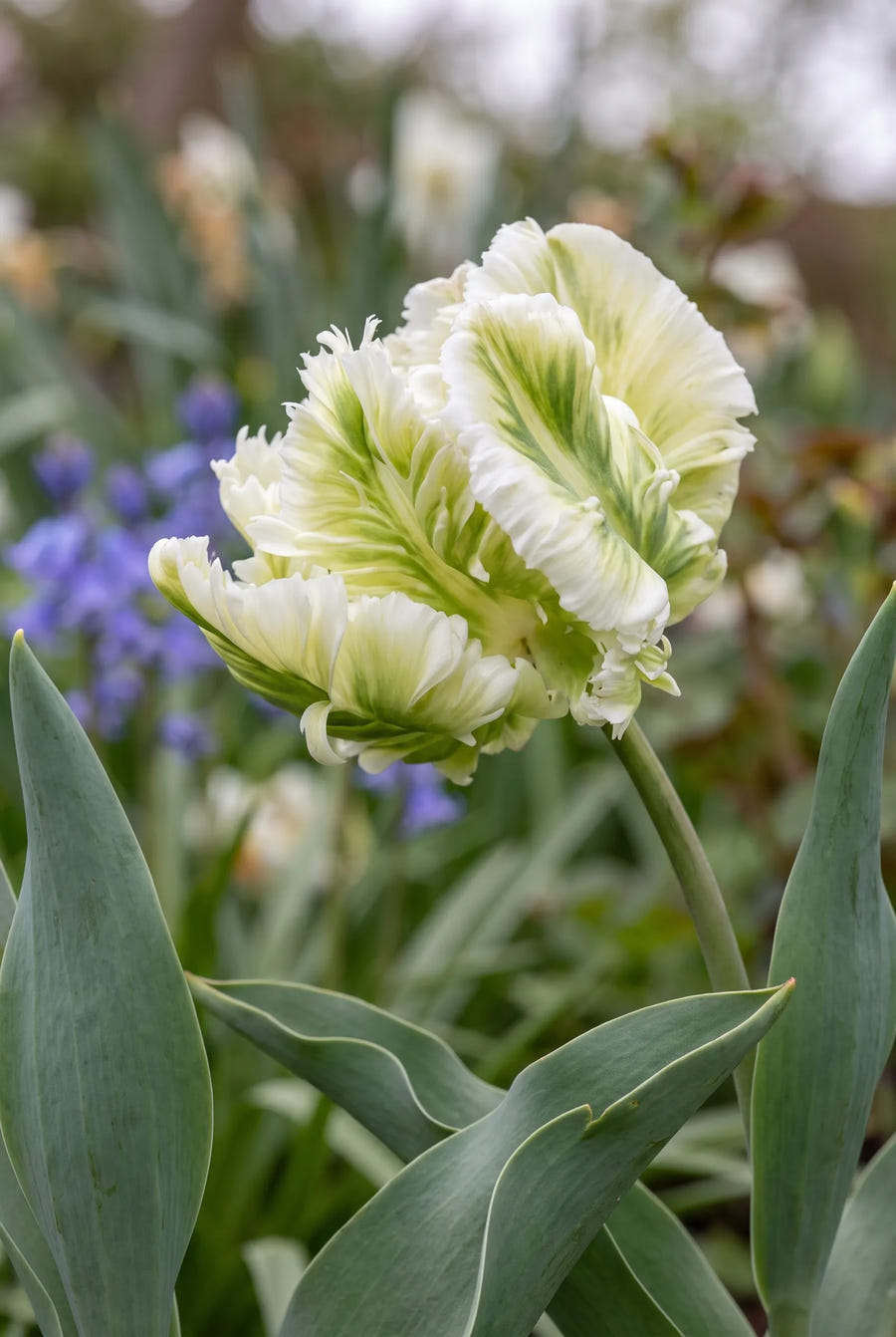 Tulipa Super Parrot — sfeerbeeld