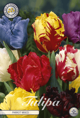 Tulipa Parrot Mixed