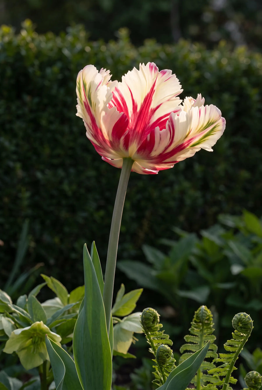 Tulipa Parrot Mixed — sfeerbeeld