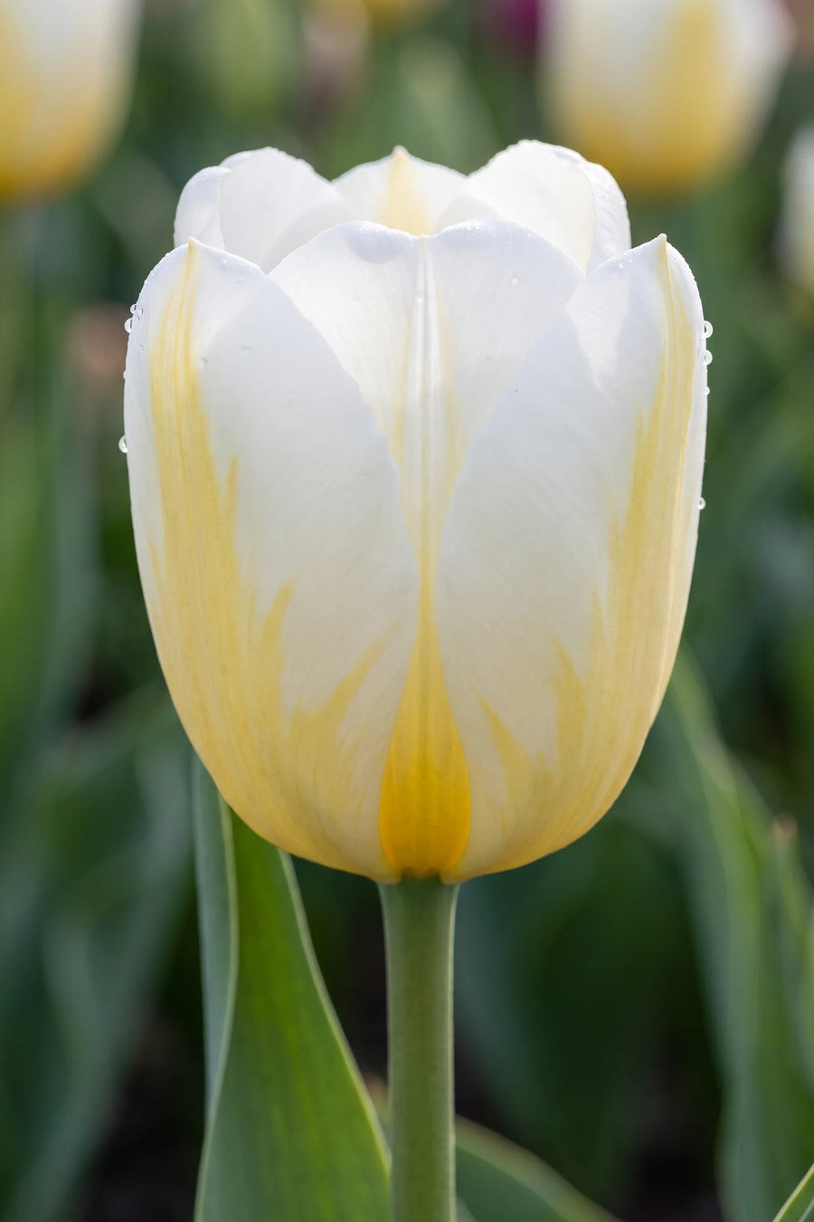 Close-up van de bloem van Tulipa Alfred Heineken