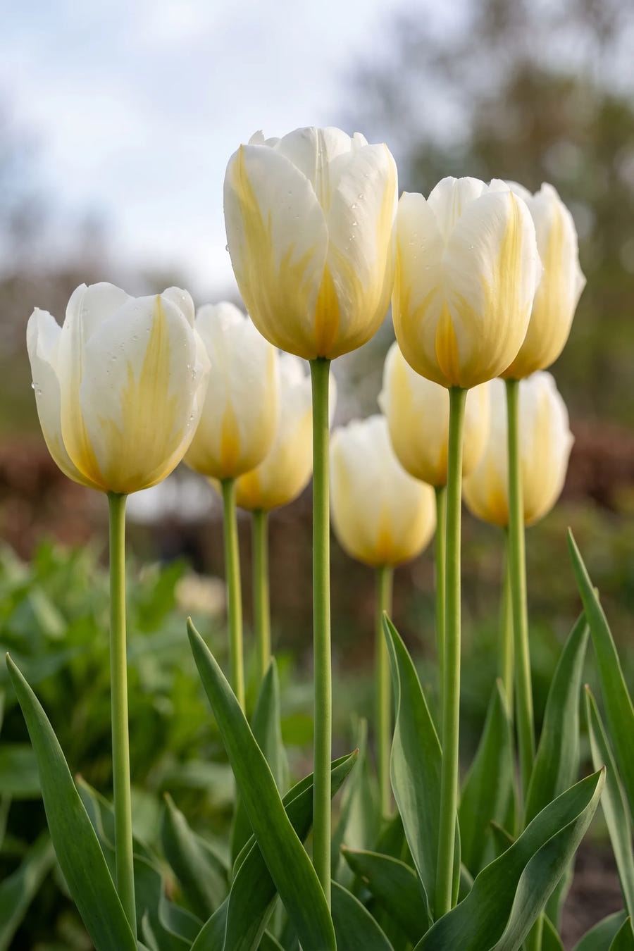 Tulipa Alfred Heineken vanuit een natuurlijke tuinhoek