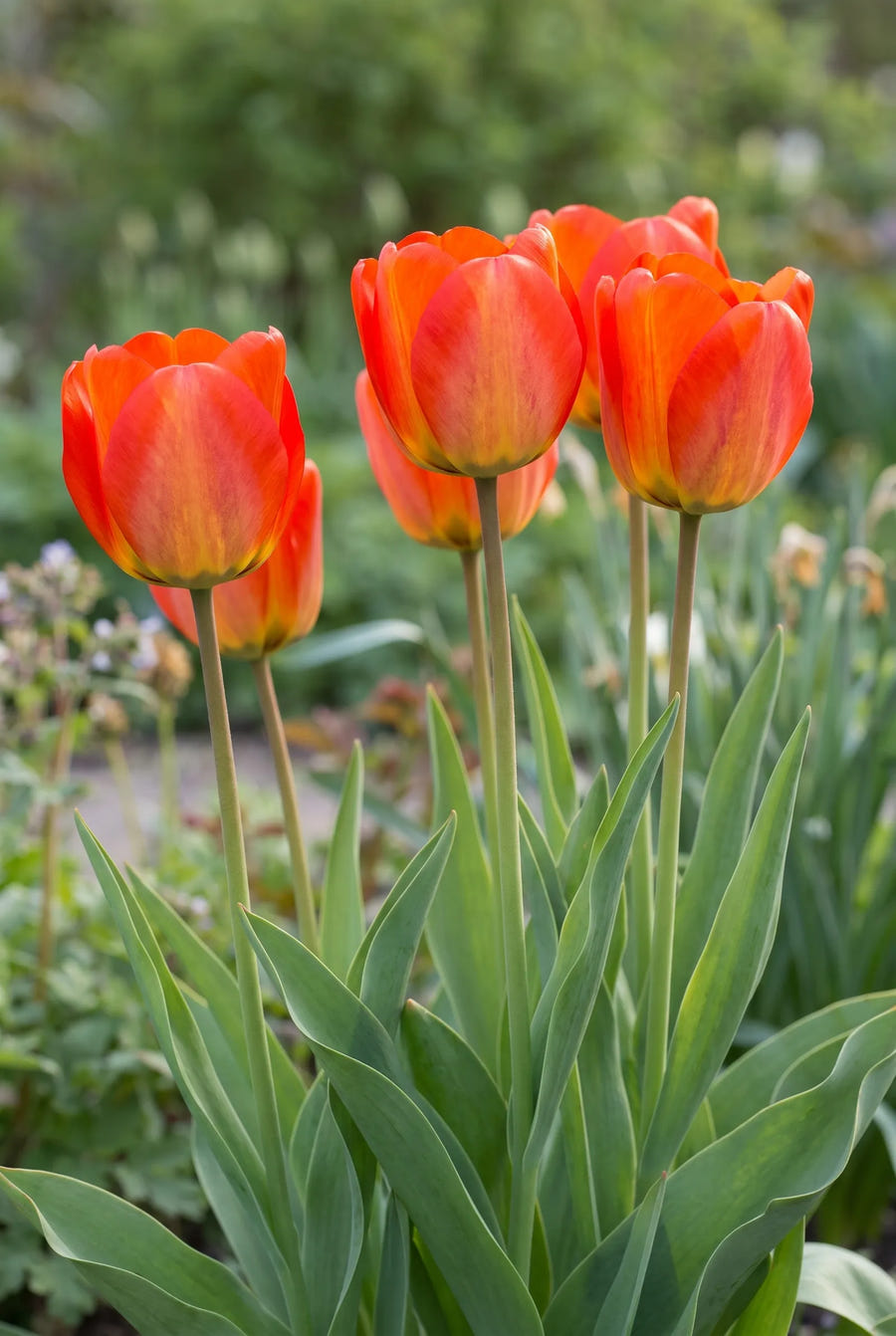 Tulipa American Dream — in de border
