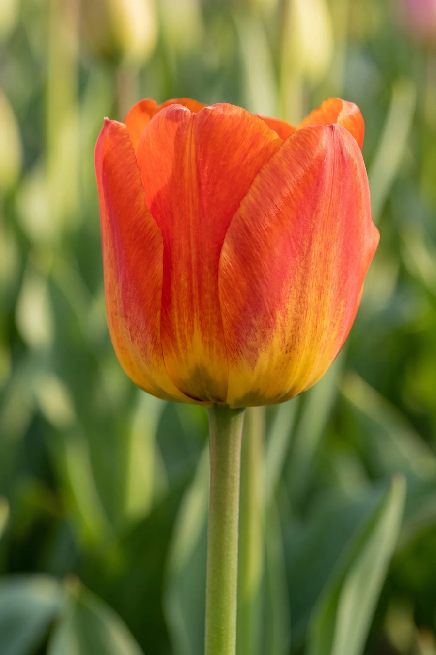Close-up van de bloem van Tulipa American Dream