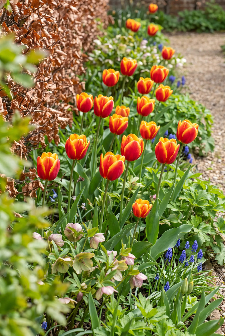 Tulipa American Dream — groep in de tuinborder