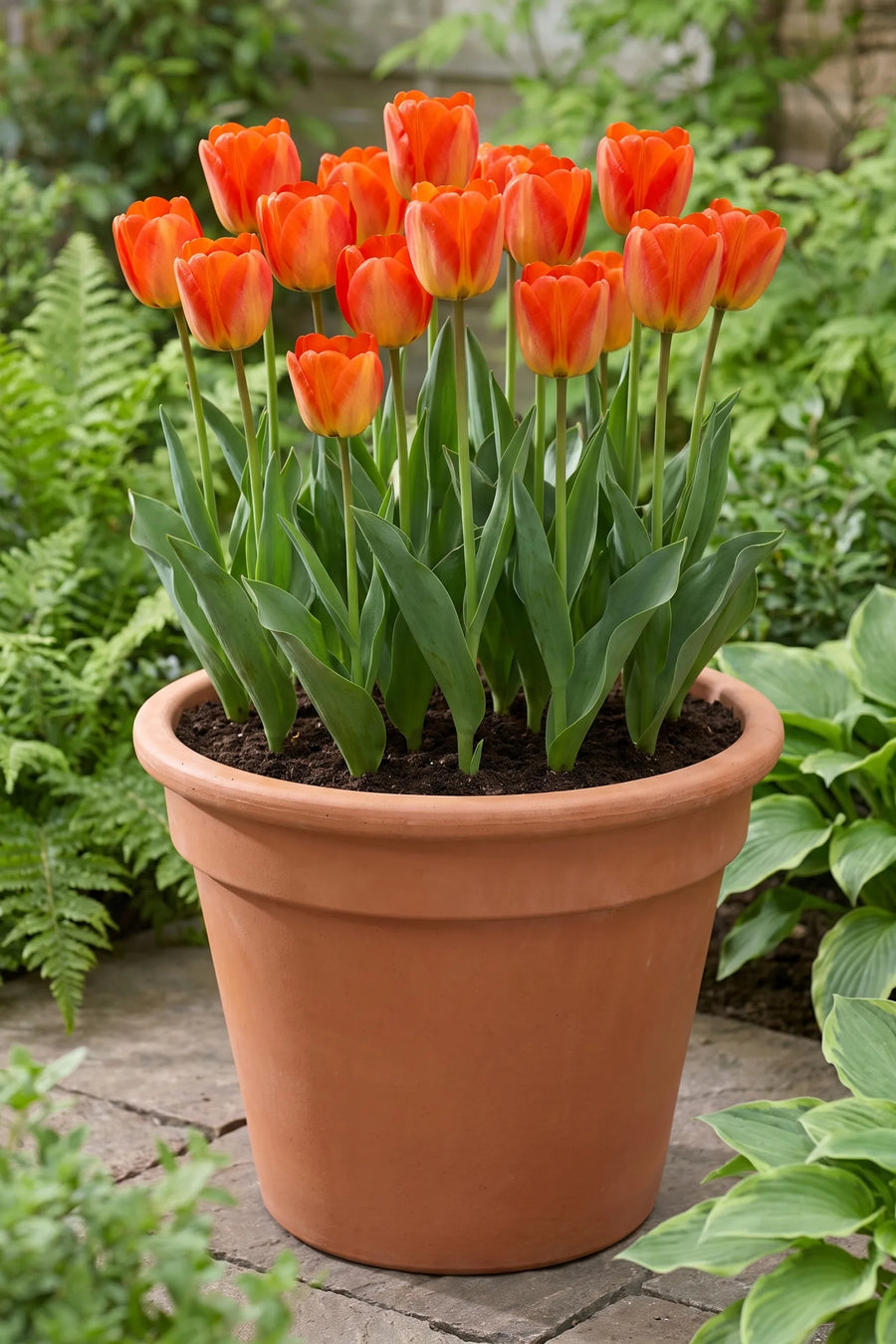 Tulipa American Dream in een pot op een terras