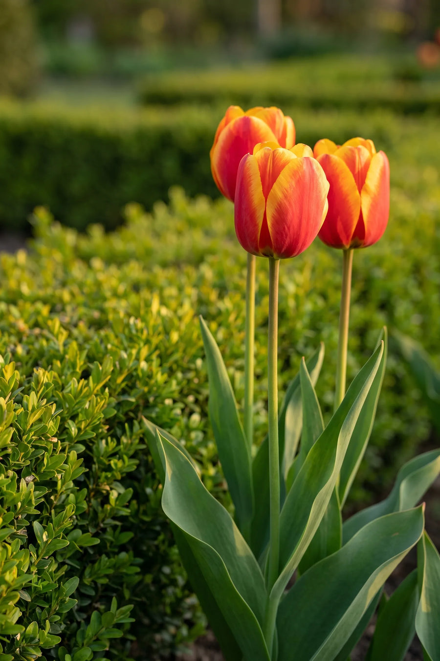 Tulipa Apeldoorn Elite in bloei in een voorjaarsborder