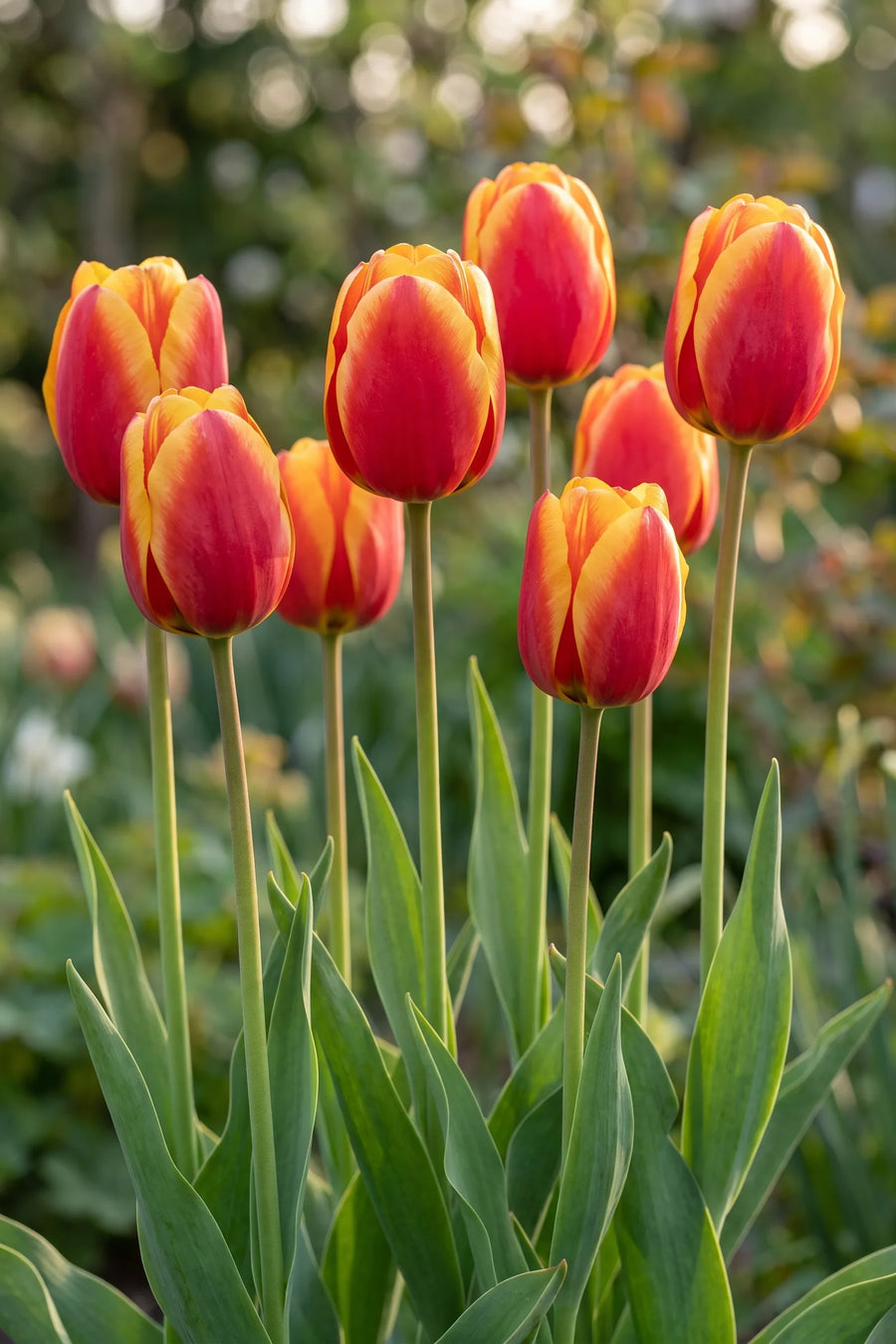 Tulipa Apeldoorn Elite vanuit een natuurlijke tuinhoek