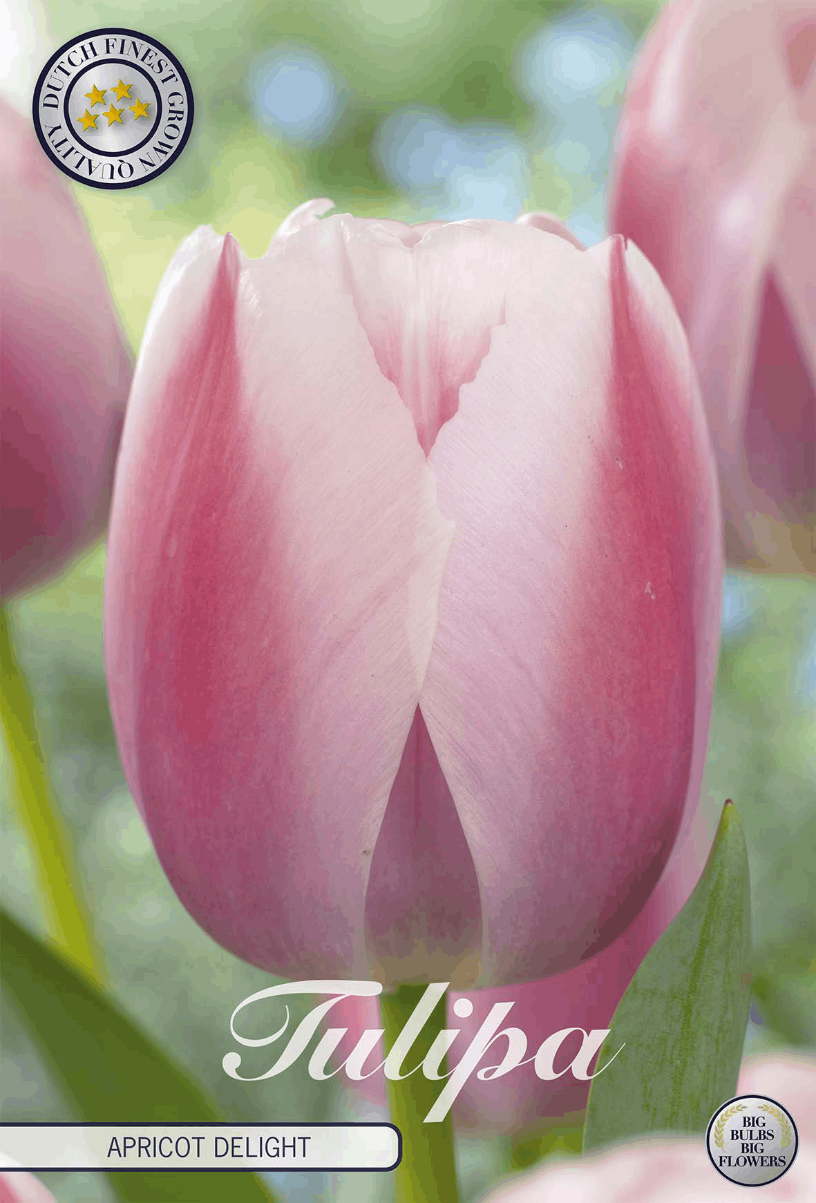 Tulipa Apricot Delight