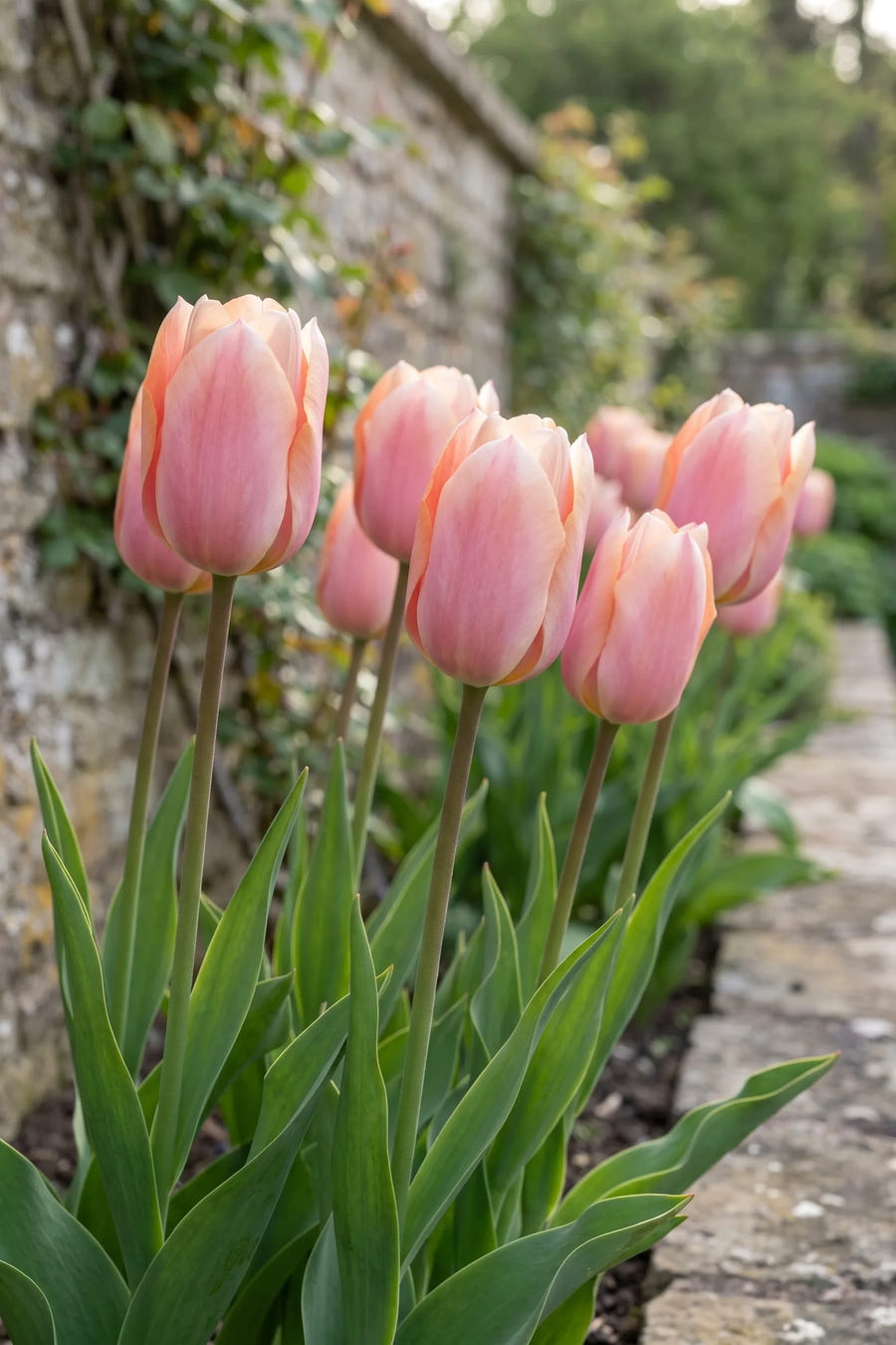 Tulipa Apricot Delight in bloei in een voorjaarsborder