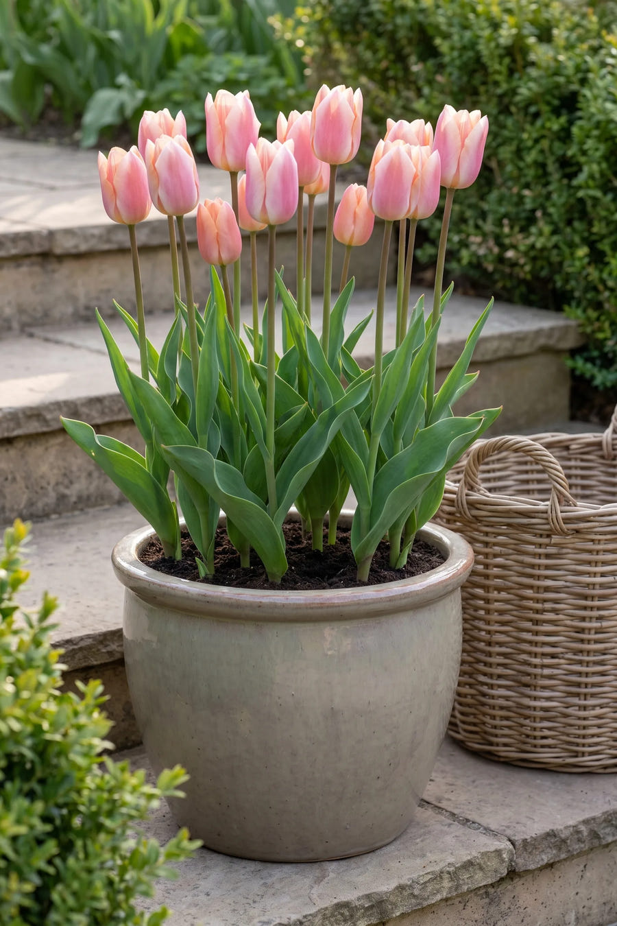 Tulipa Apricot Delight in een pot op een terras