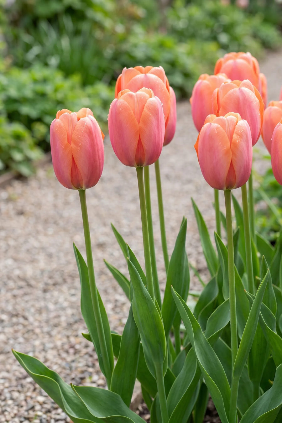 Tulipa Apricot Impression in bloei in een voorjaarsborder