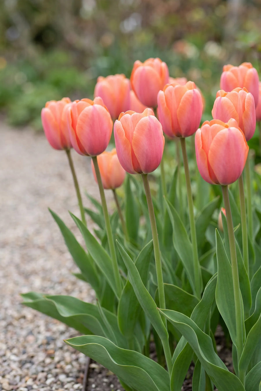 Groep Tulipa Apricot Impression in een tuinborder