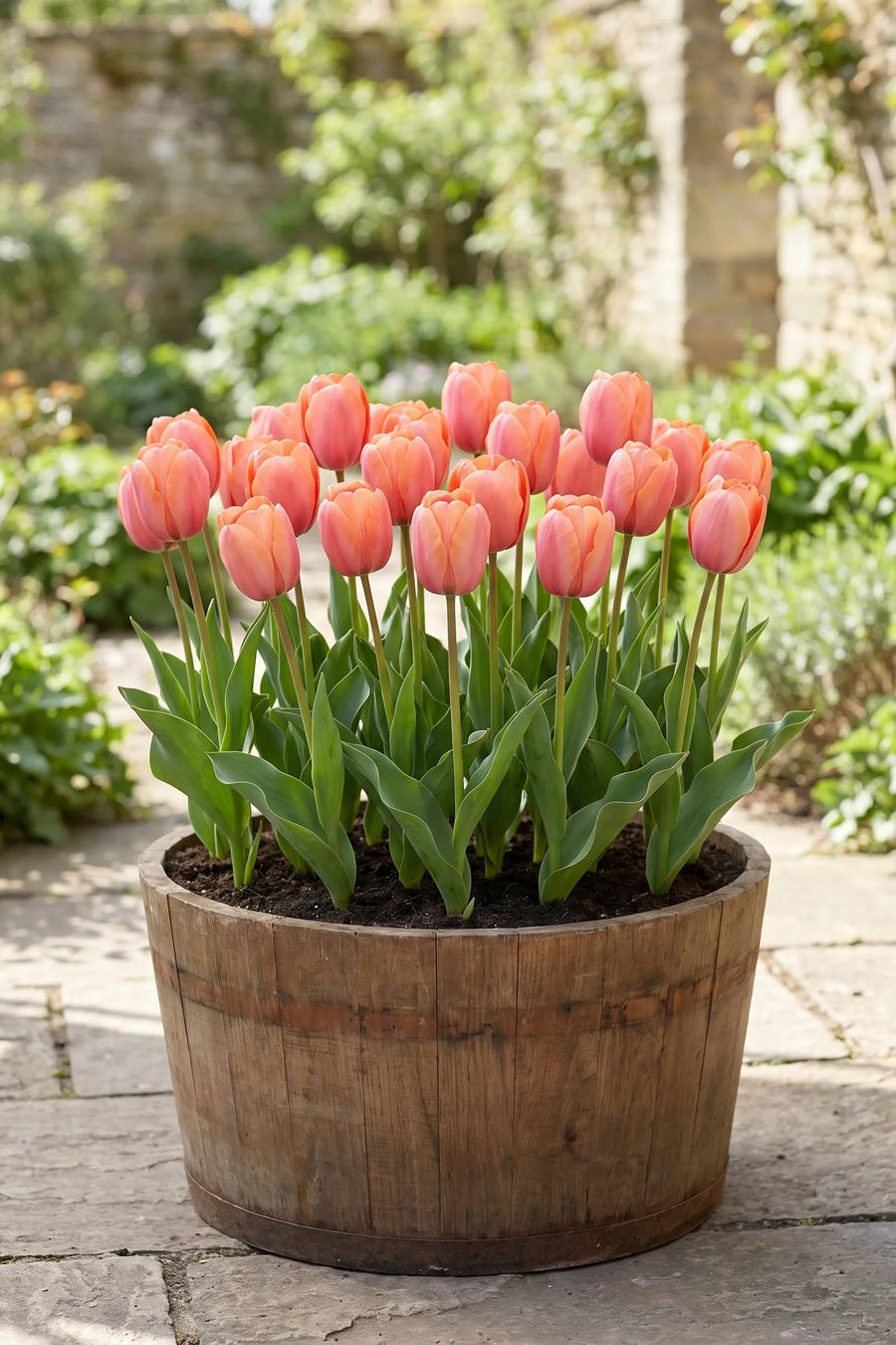 Tulipa Apricot Impression in een pot op een terras