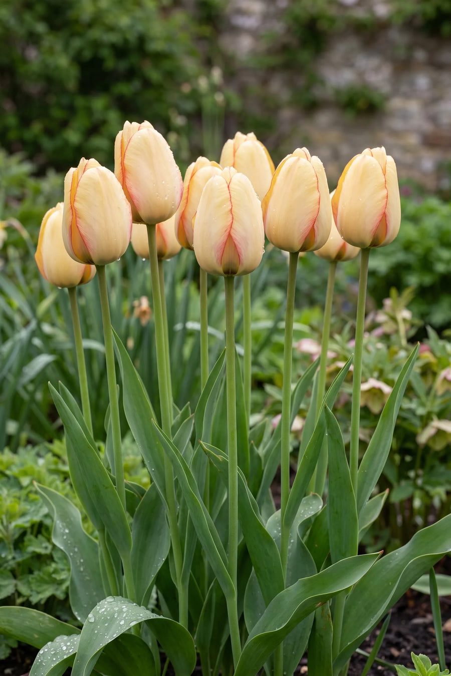 Tulipa Beauty of Spring in bloei in een voorjaarsborder