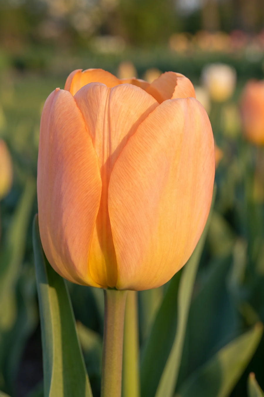 Close-up van de bloem van Tulipa Daydream