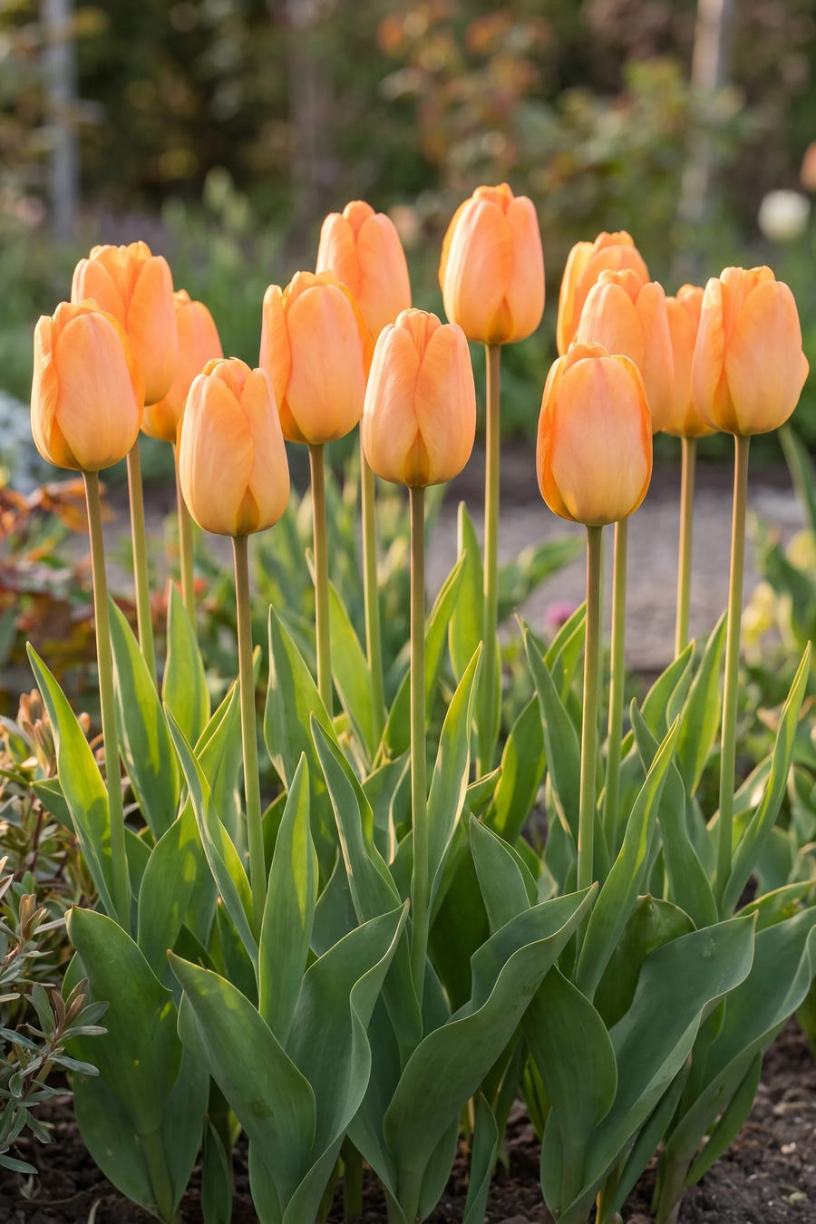 Groep Tulipa Daydream in een tuinborder