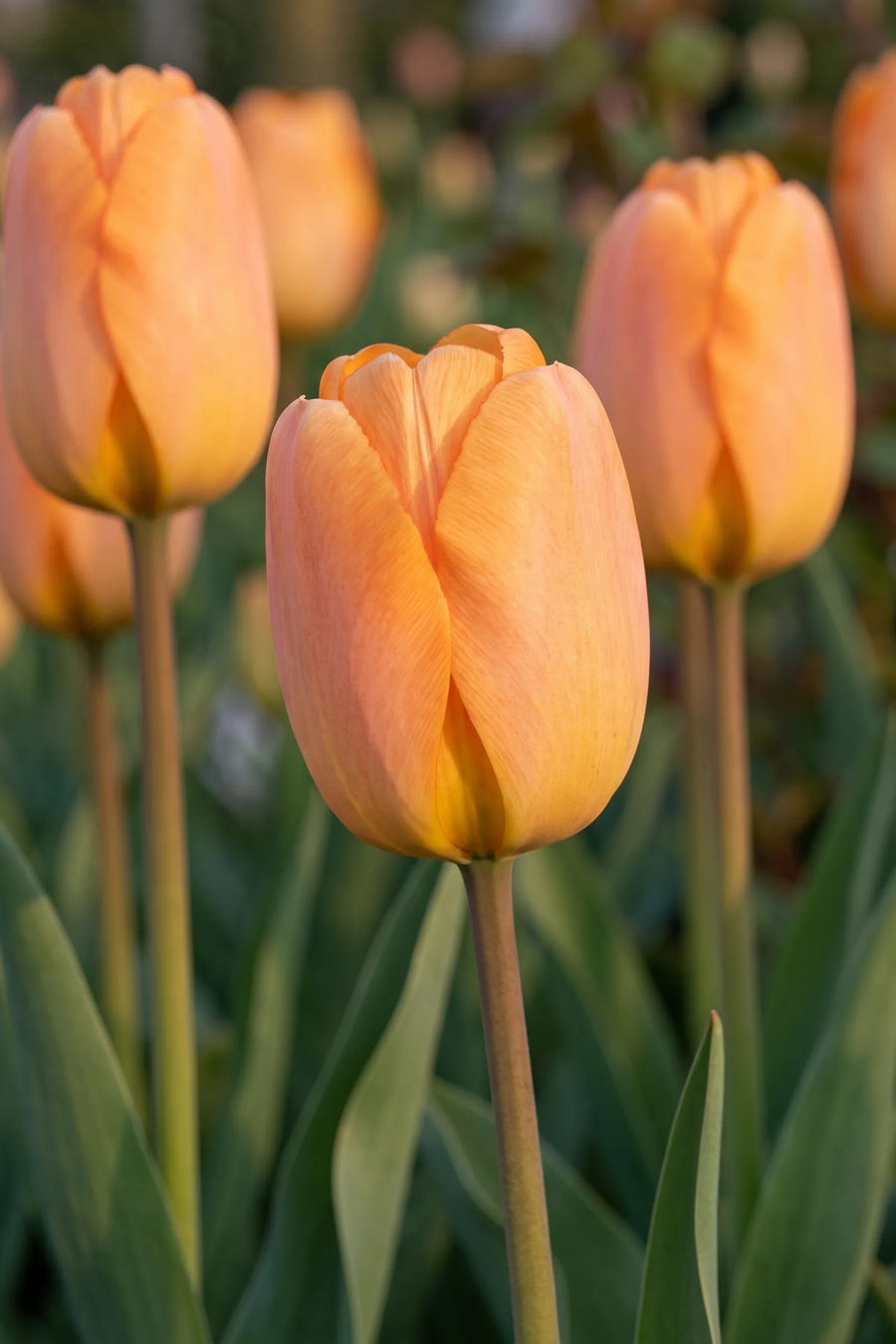 Detail van de bloemblaadjes van Tulipa Daydream