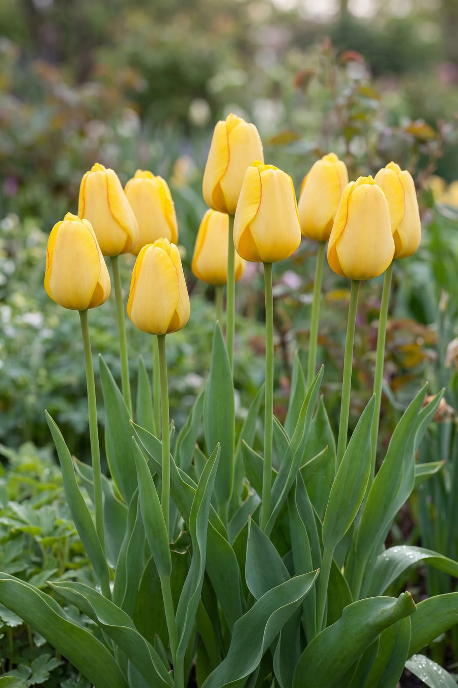 Tulipa Golden Parade — in de border