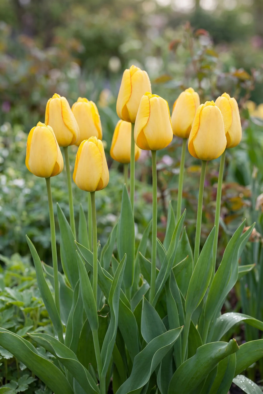 Tulipa Golden Parade in bloei in een voorjaarsborder