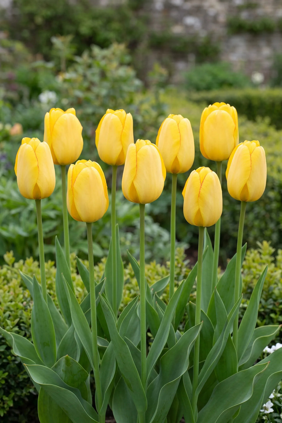 Groep Tulipa Golden Parade in een tuinborder