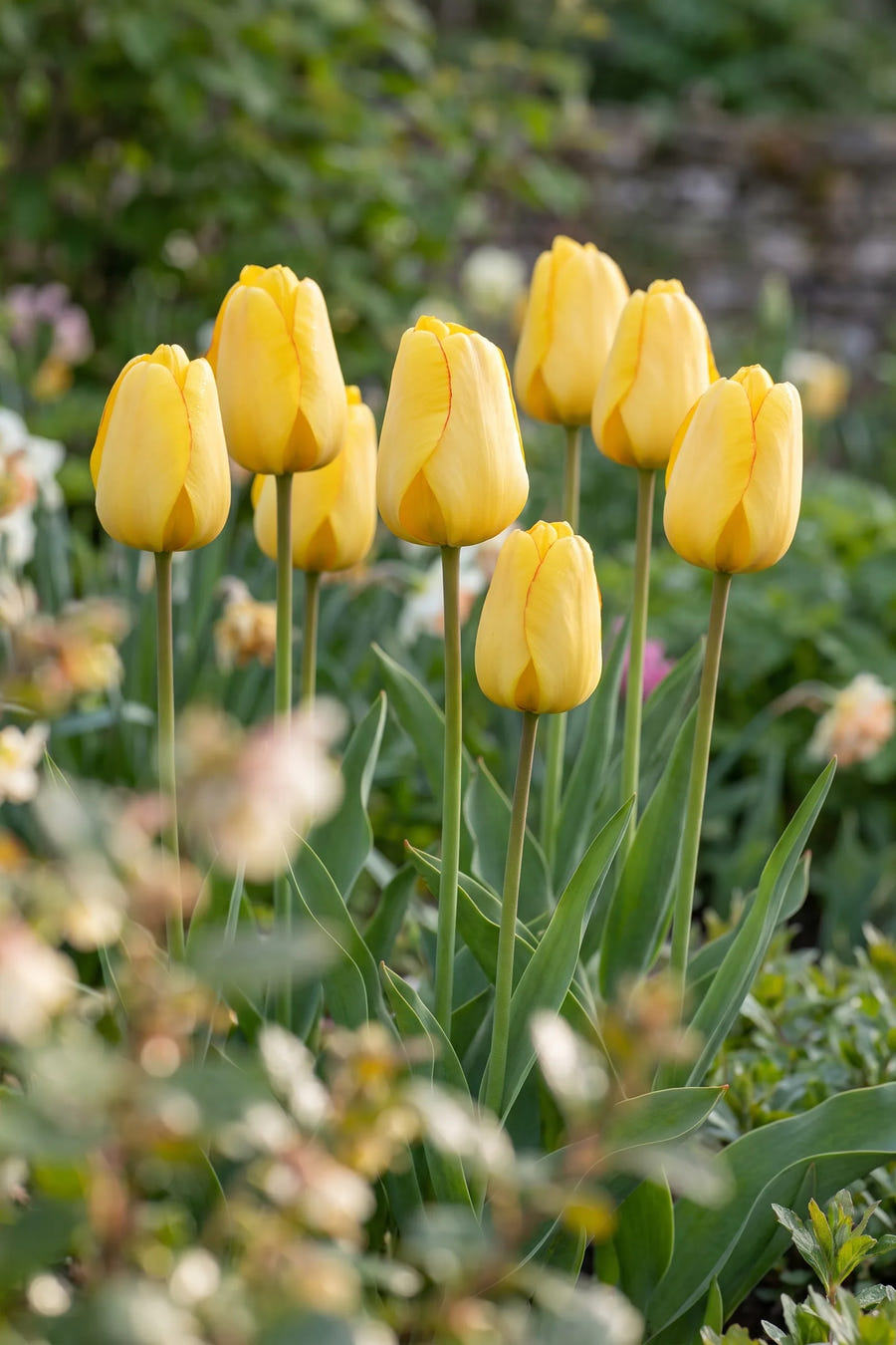 Tulipa Golden Parade — in de tuin