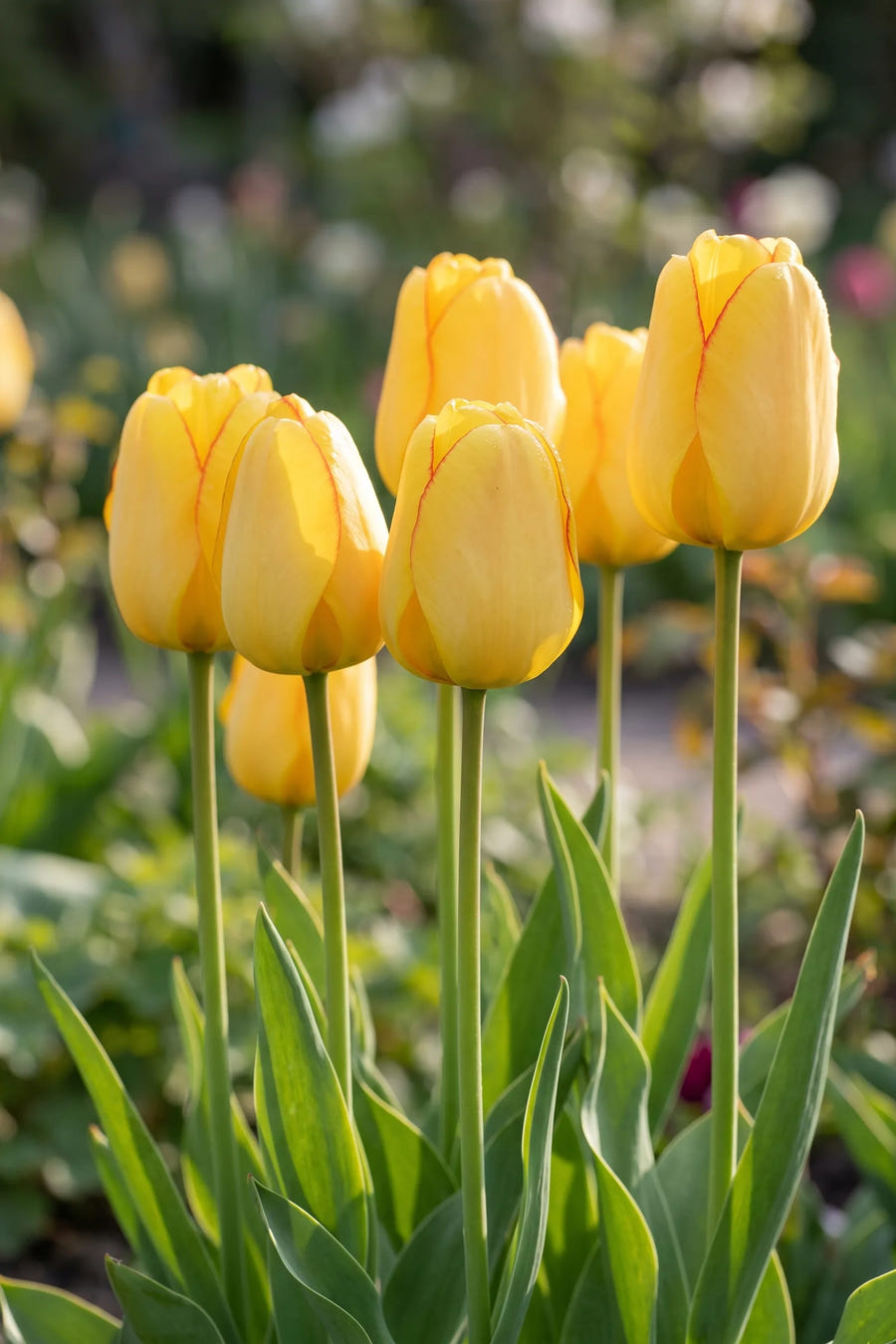 Tulipa Golden Parade — sfeerbeeld