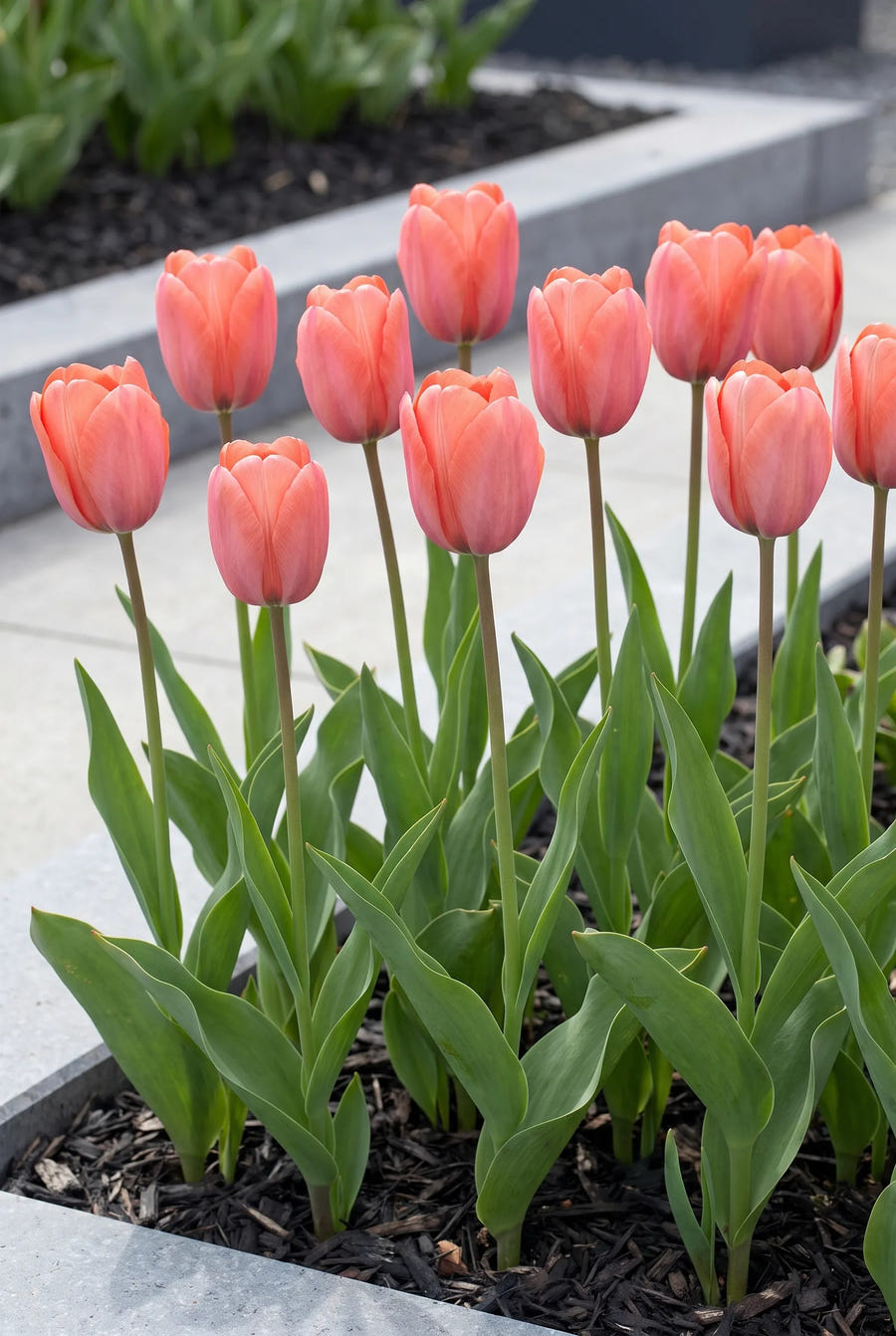 Tulipa Hans Brinker — groep in de tuinborder