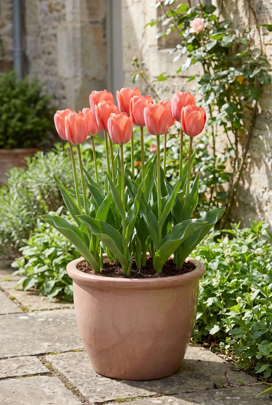 Tulipa Hans Brinker — in pot op terras