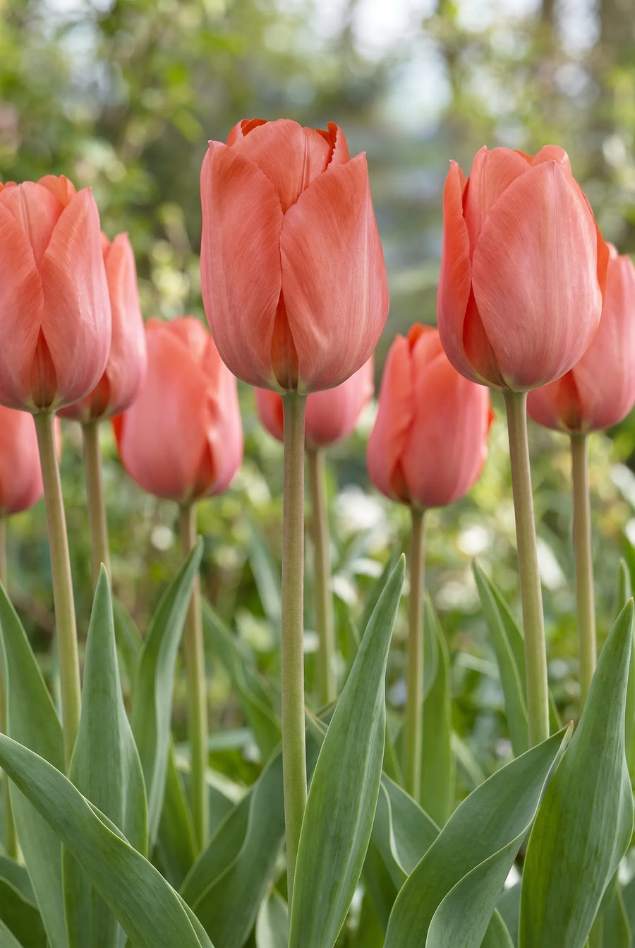 Tulipa Hans Brinker — in de tuin