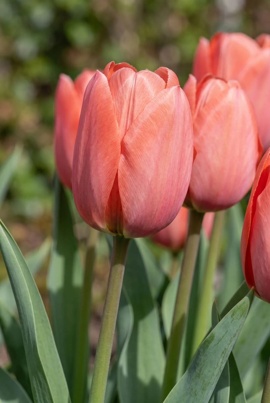 Tulipa Hans Brinker — sfeerbeeld