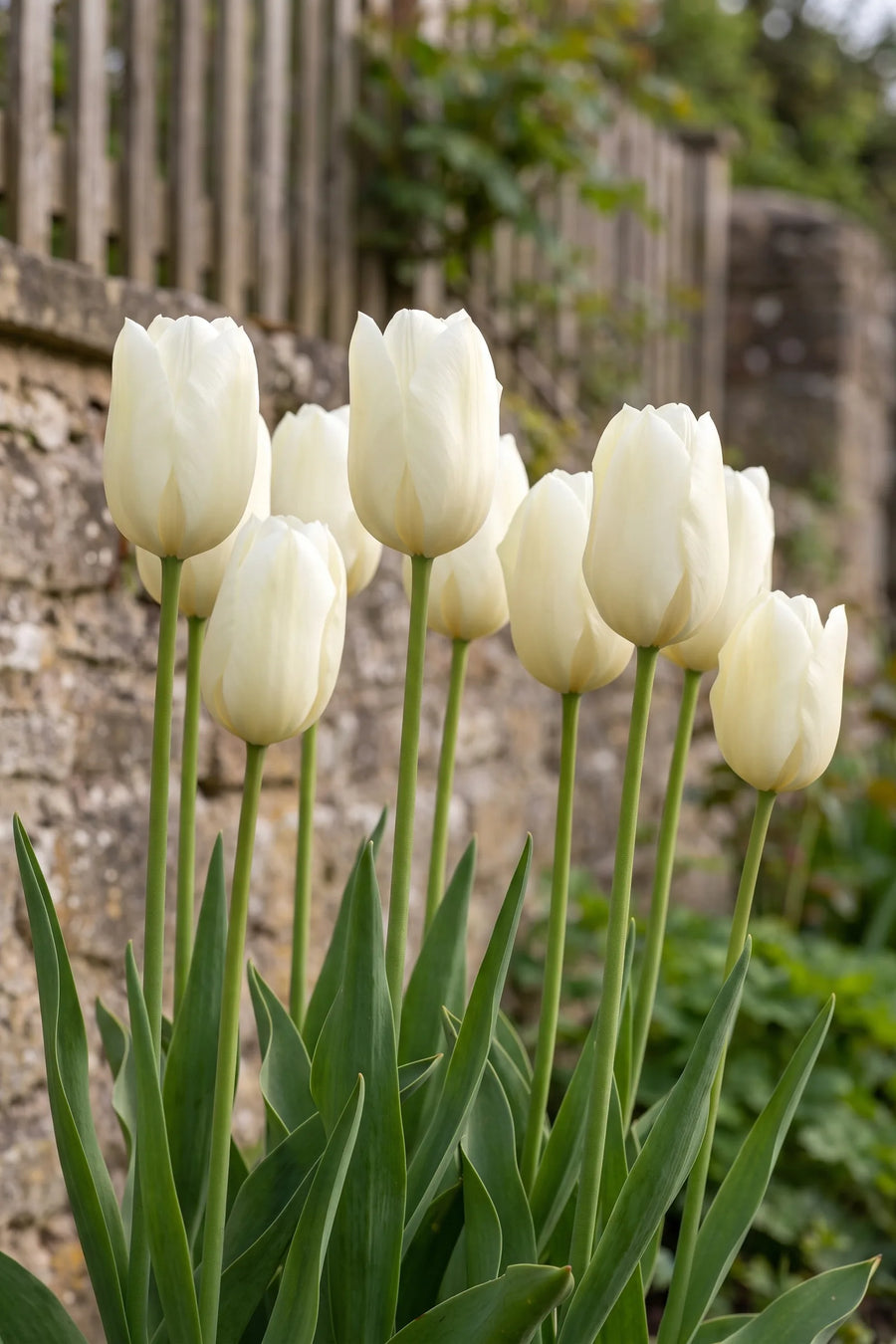 Tulipa Lanka in bloei in een voorjaarsborder