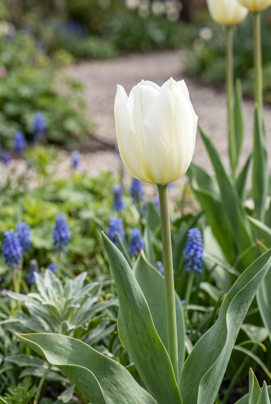 Tulipa Lanka — close-up van de bloem