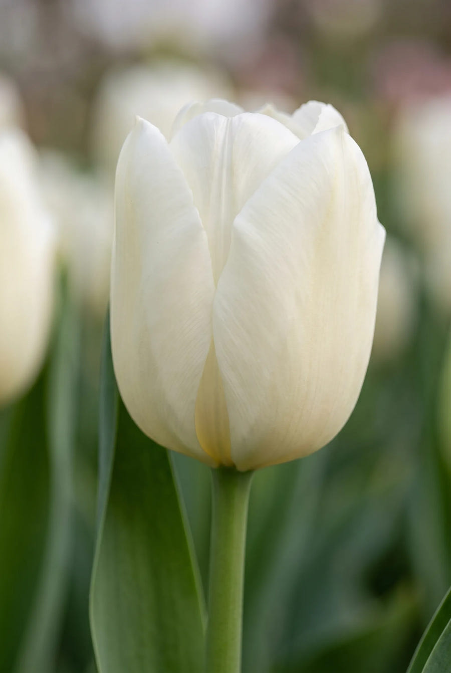 Tulipa Lanka — close-up van de bloem