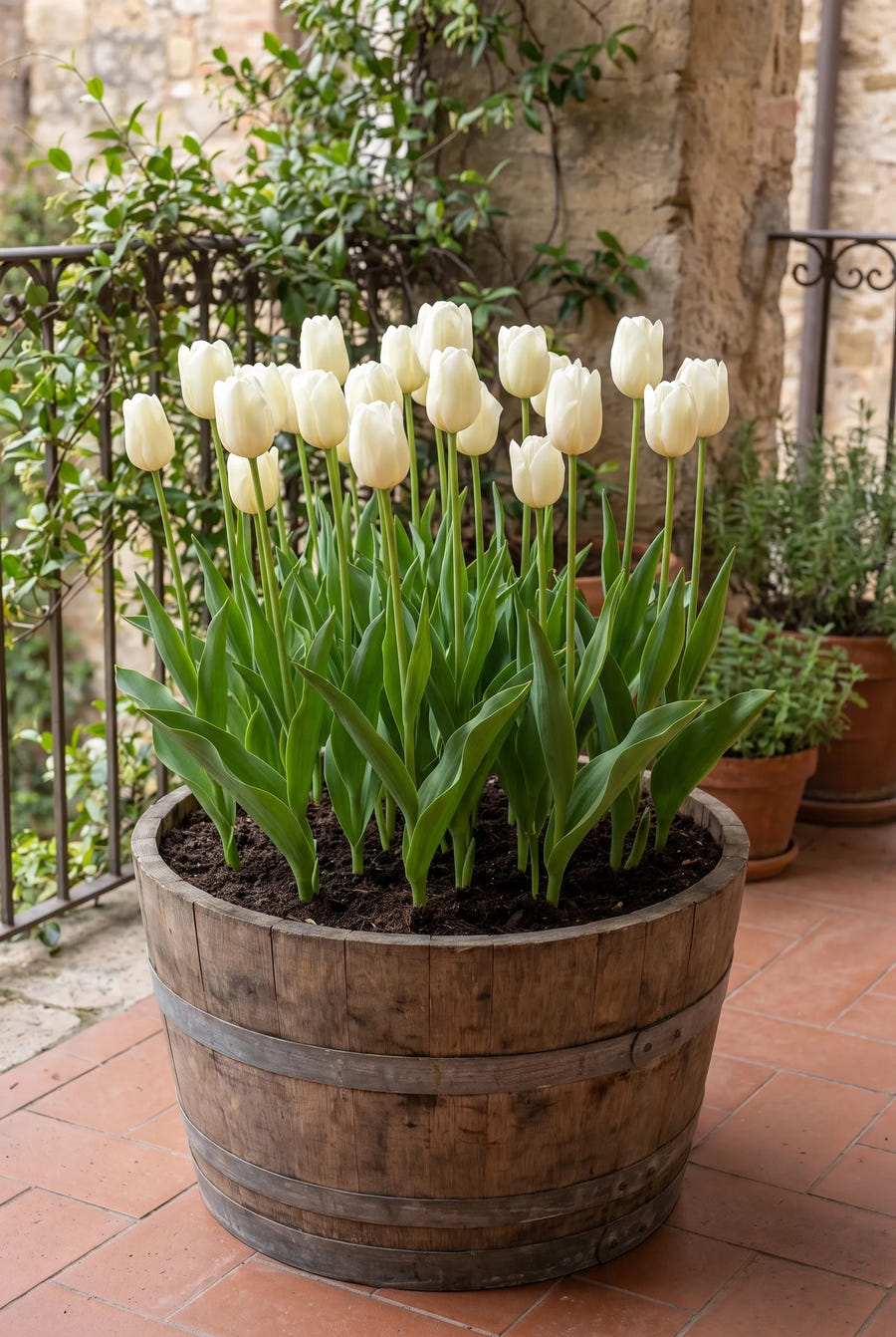Tulipa Lanka — in pot op terras