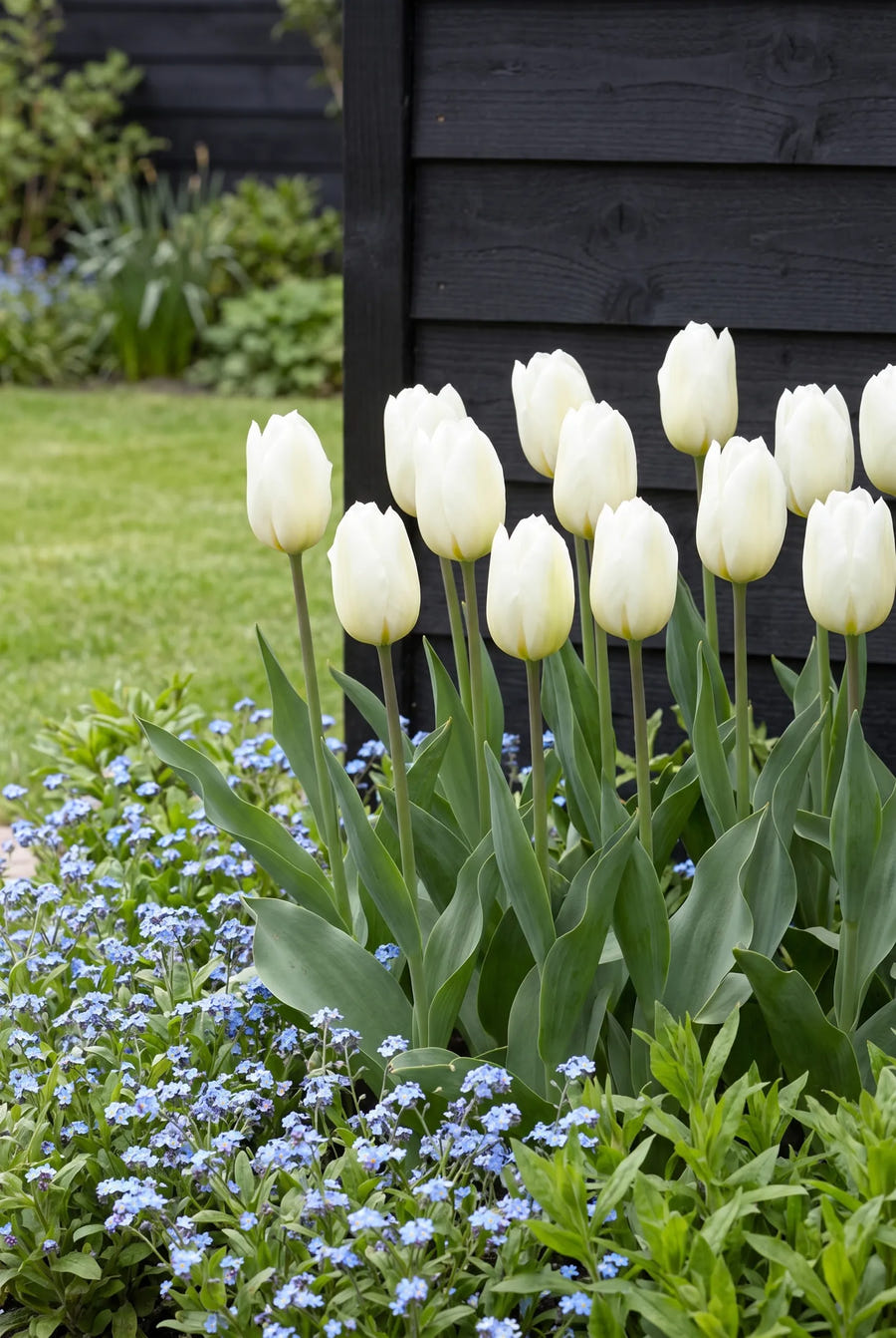 Tulipa Lanka — in de tuin