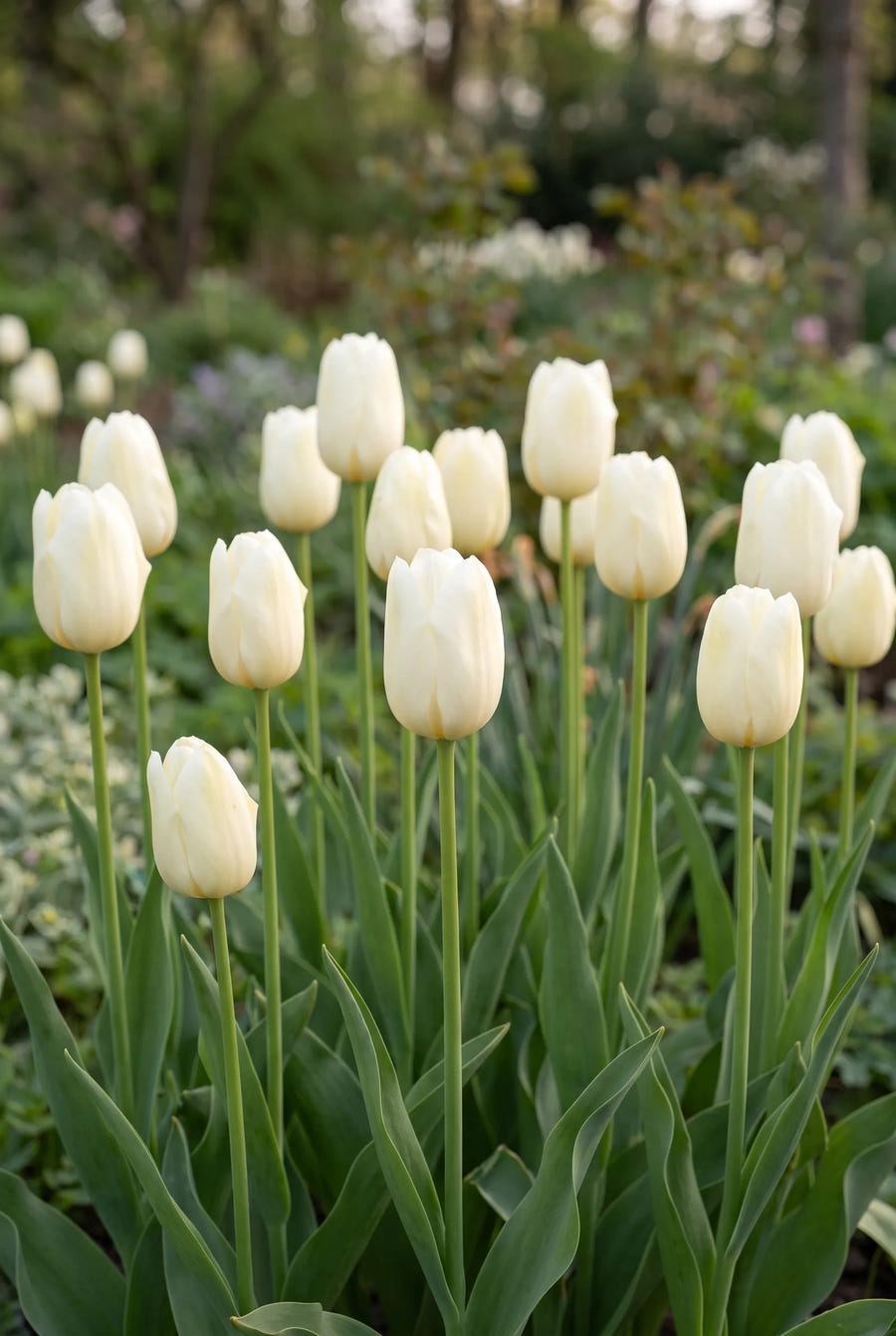 Tulipa Lanka — in de tuin