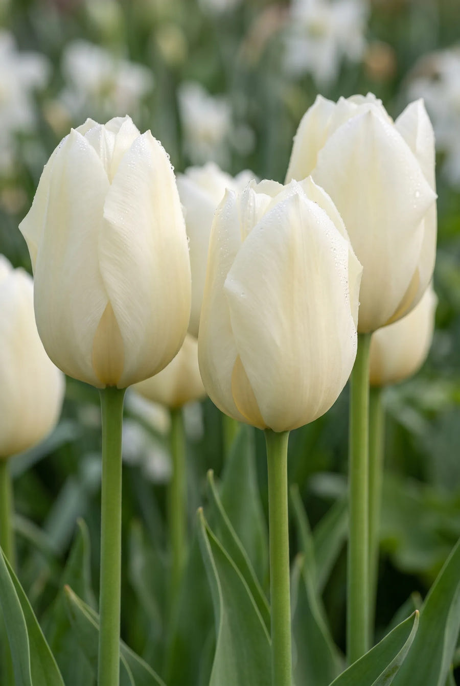 Tulipa Lanka — sfeerbeeld