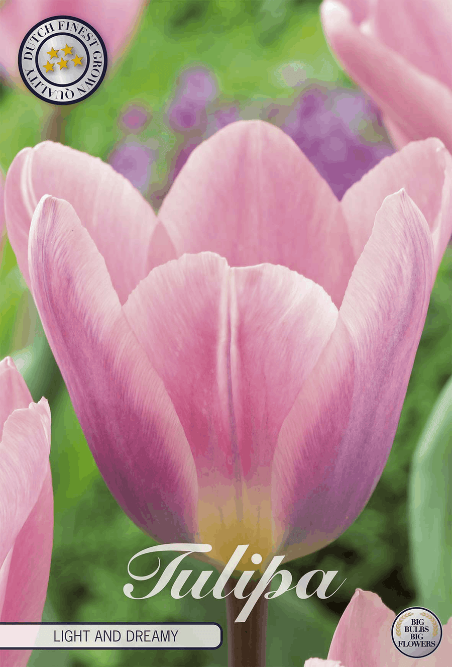 Tulipa Light and Dreamy