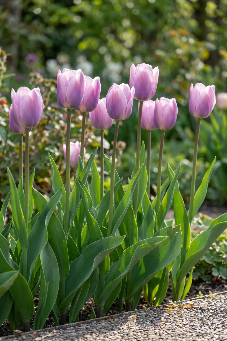 Groep Tulipa Light and Dreamy in een tuinborder