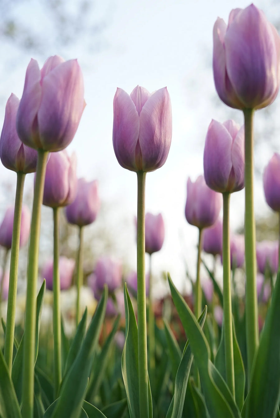 Tulipa Light and Dreamy — in de tuin