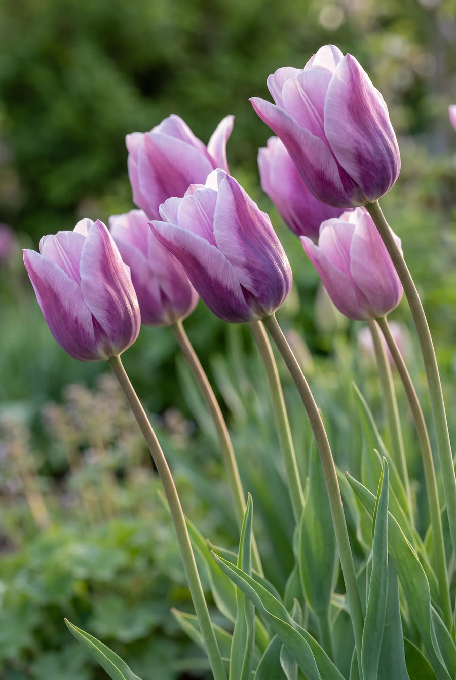 Tulipa Light and Dreamy — sfeerbeeld